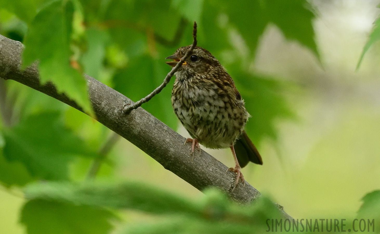 Melospiza lincolnii lincolnii [400 mm, 1/640 sec at f / 7.1, ISO 2500]